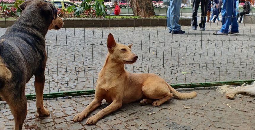 Portal de NotÃ­cias PJF | Parque Halfeld recebe evento de adoo responsvel neste sbado, 13 - DEMLURB | 10/7/2024