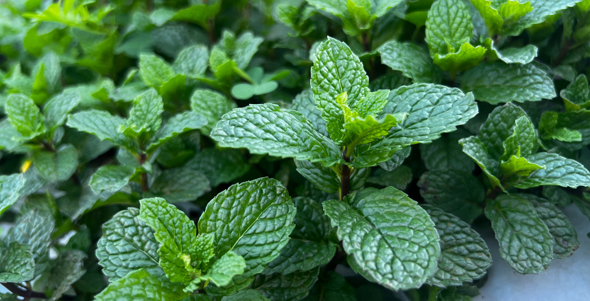 Portal de Not&iacute;cias PJF | Terra Boa: inscri��es abertas para os produtores interessados no adubo org�nico para o m�s abril - SDA | 20/4/2026