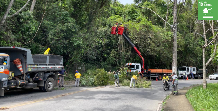 Portal de Notcias PJF | PJF intensifica aes de poda preventiva de rvores em toda a cidade | EMPAV - 27/11/2024