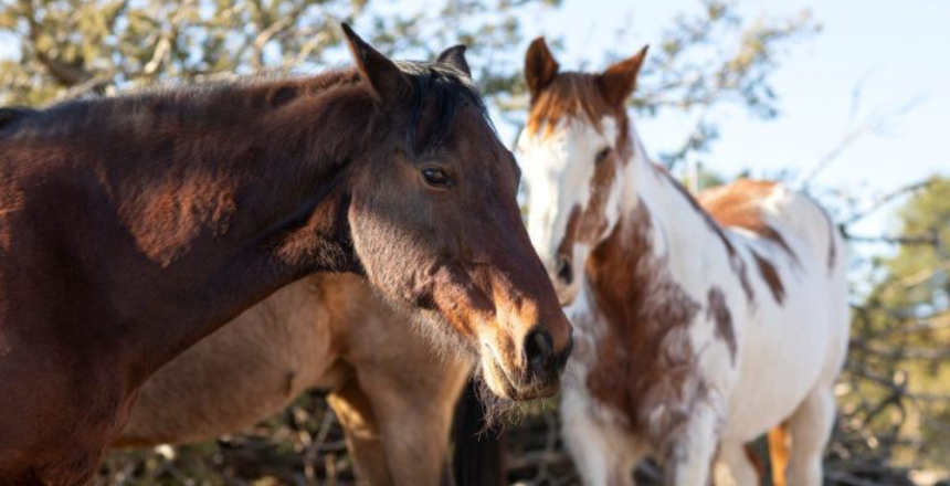 Portal de NotÃ­cias PJF | Secretaria do Bem-Estar Animal publica edital para ado��o de animais de grande porte - SEBEAL | 2/6/2026