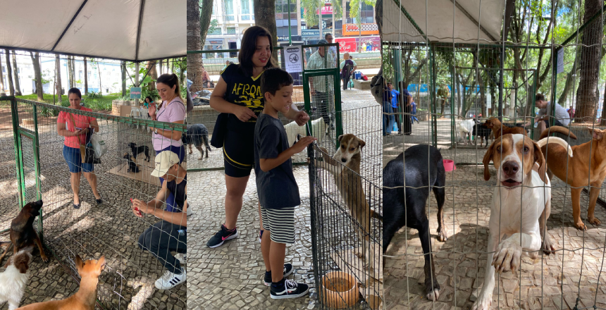 Portal de NotÃ­cias PJF | Sebeal realiza terceiro evento de ado��o no Parque Halfeld neste s�bado, 31 - SEBEAL | 30/1/2026